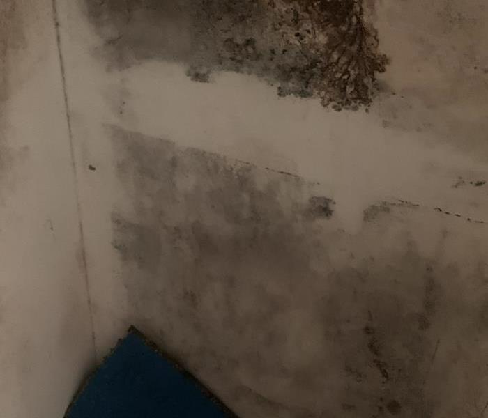 Mold on walls